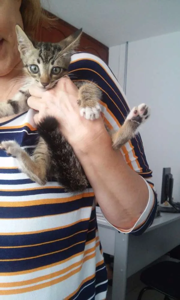 Gato raça Sem raça definida idade 2 a 6 meses nome sem nome