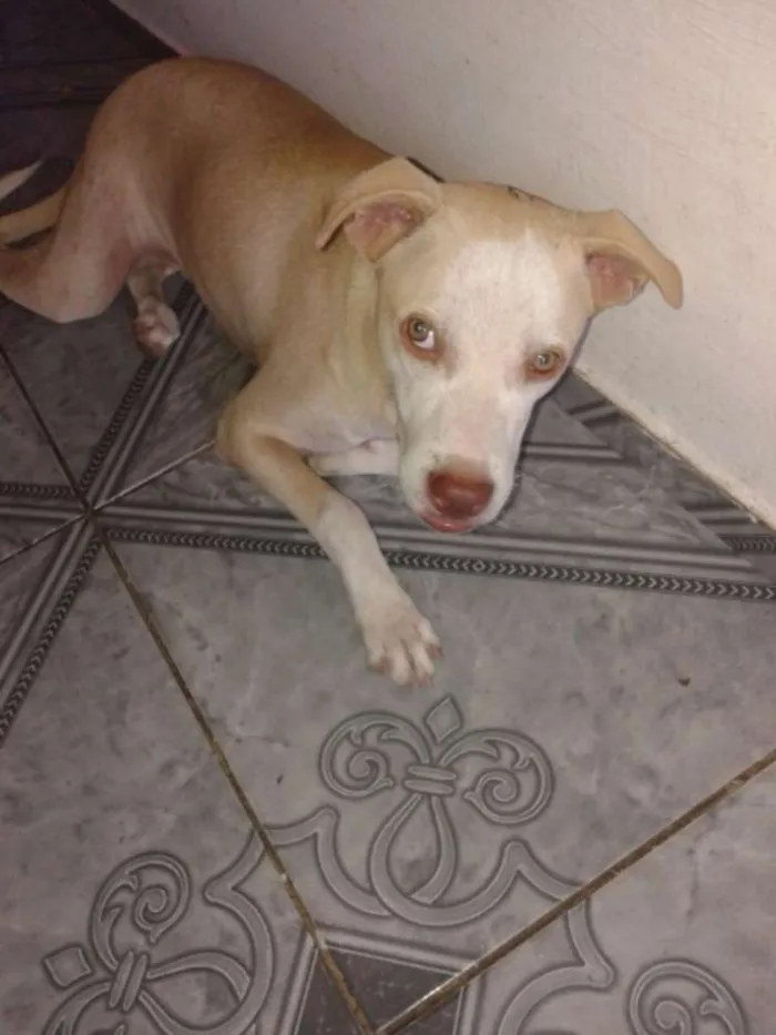 Cachorro ra a misturado idade 1 ano nome bob