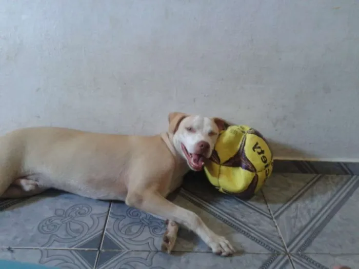 Cachorro ra a misturado idade 1 ano nome bob
