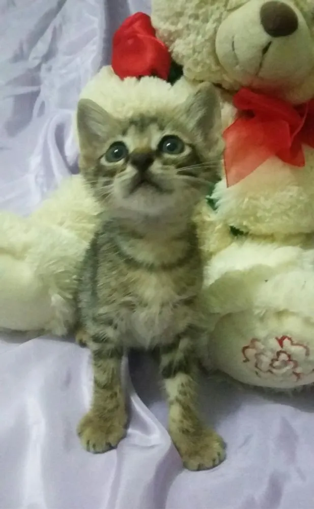 Gato ra a SEM RAÇA DEFINIDA idade Abaixo de 2 meses nome Sem nome 
