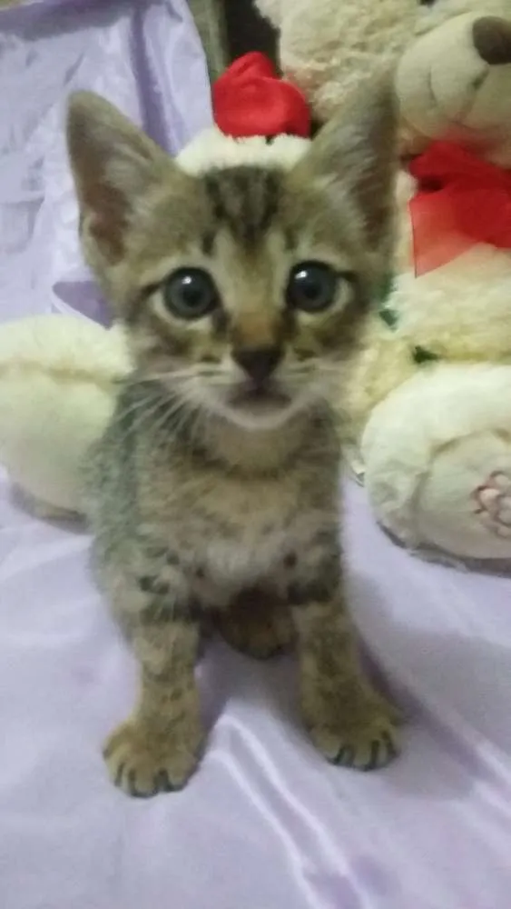 Gato ra a SEM RAÇA DEFINIDA idade Abaixo de 2 meses nome Sem nome 