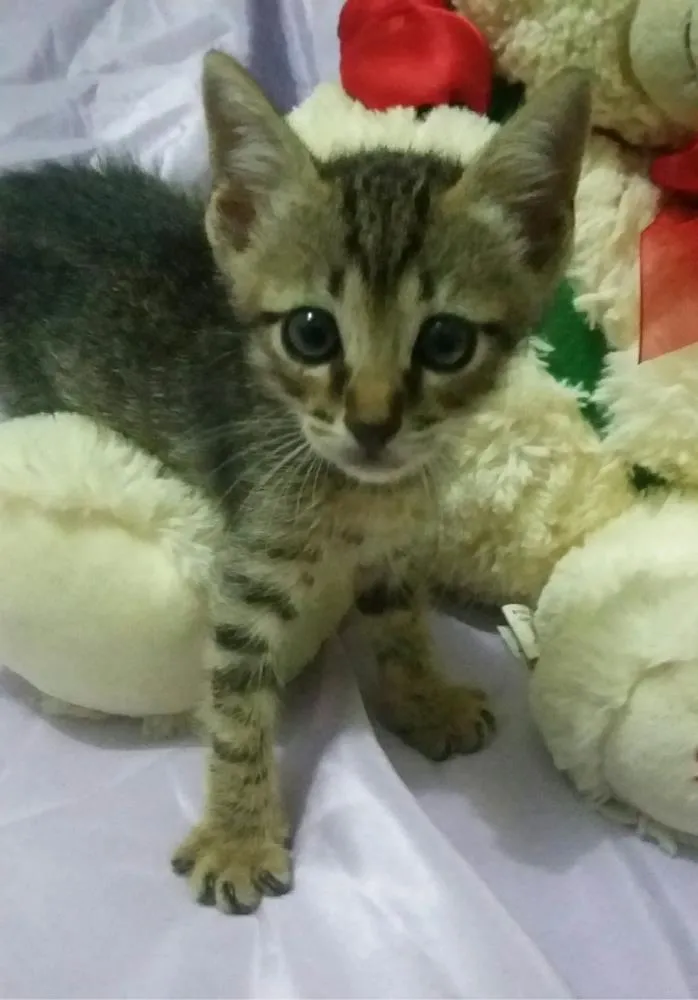Gato ra a SEM RAÇA DEFINIDA idade Abaixo de 2 meses nome Sem nome 