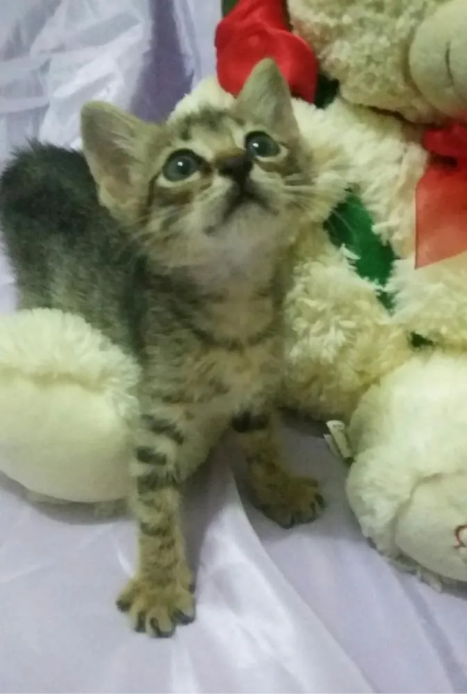 Gato ra a SEM RAÇA DEFINIDA idade Abaixo de 2 meses nome Sem nome 