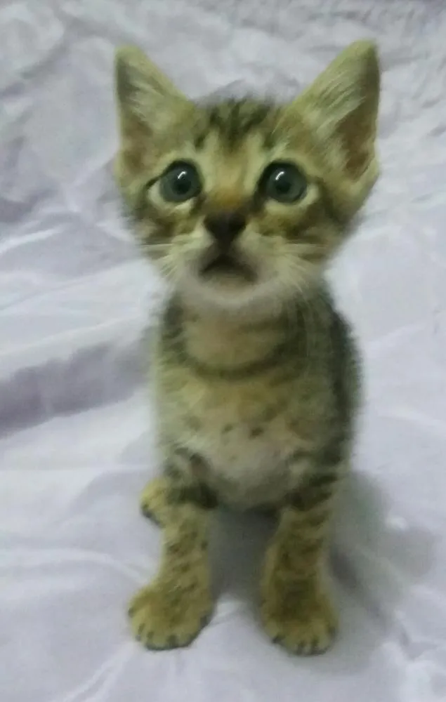 Gato ra a SEM RAÇA DEFINIDA idade Abaixo de 2 meses nome Sem nome 