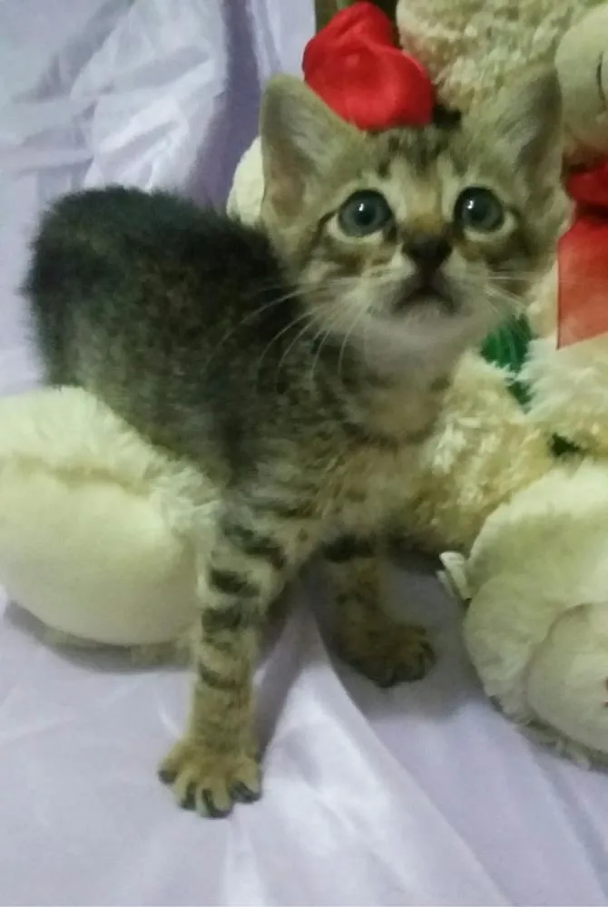 Gato ra a SEM RAÇA DEFINIDA idade Abaixo de 2 meses nome Sem nome 
