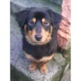 Mili