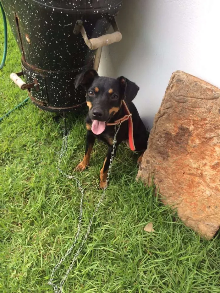 Cachorro ra a SRD idade 2 a 6 meses nome Vitória