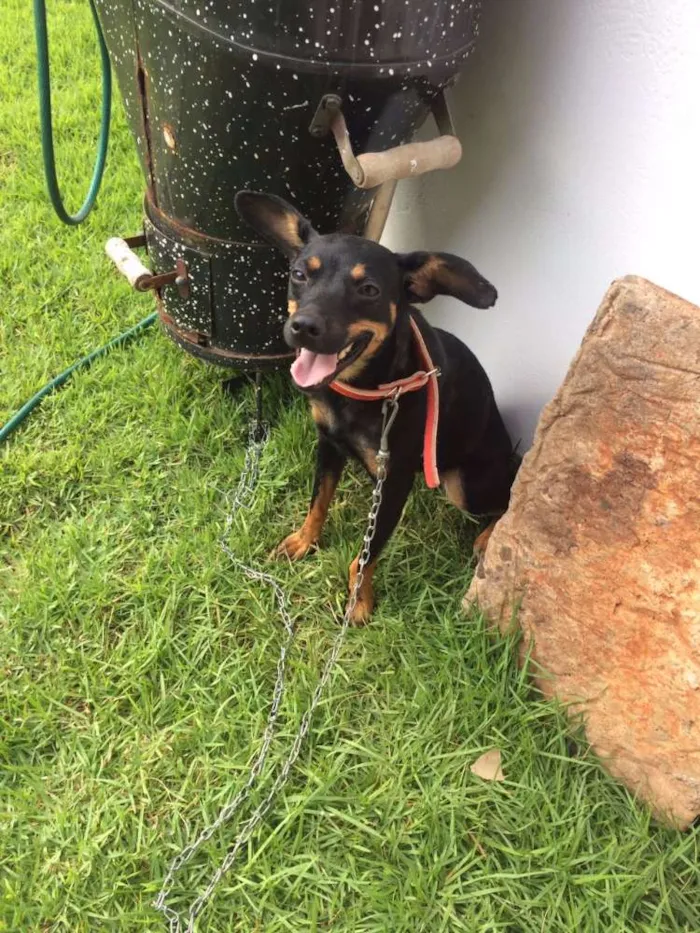 Cachorro ra a SRD idade 2 a 6 meses nome Vitória