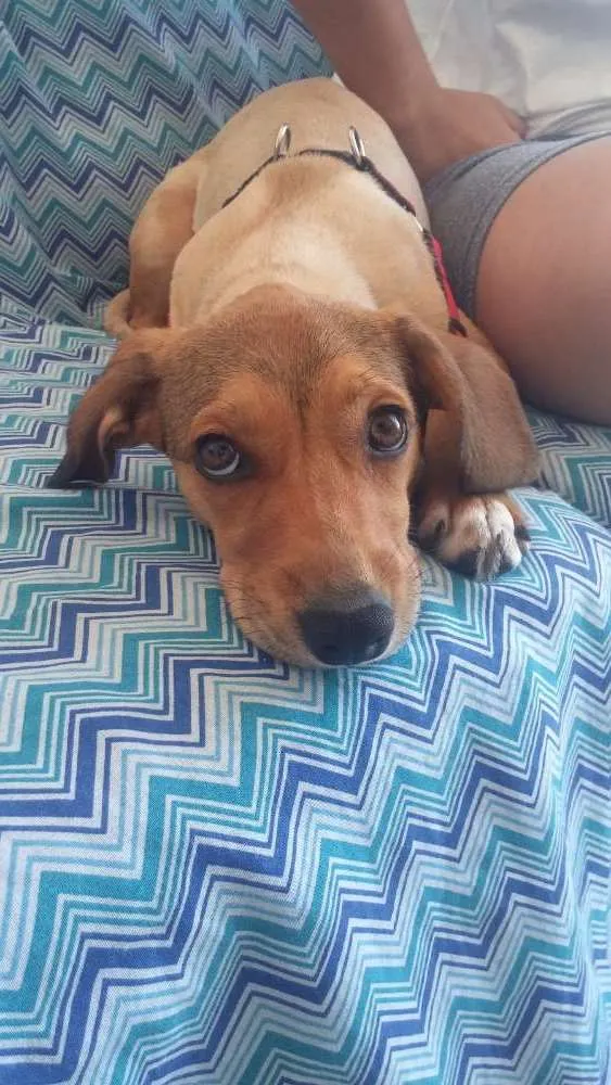 Cachorro ra a SRD idade 1 ano nome Athena