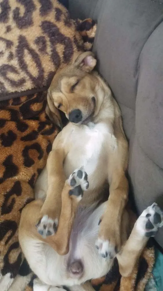 Cachorro ra a SRD idade 1 ano nome Athena