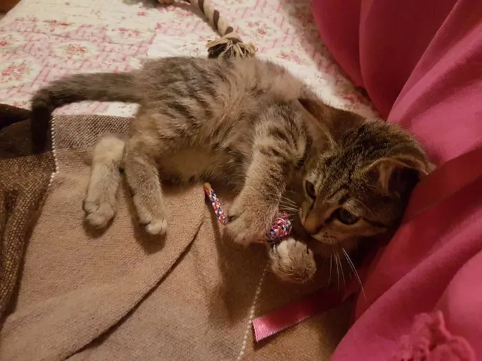 Gato ra a Srd idade 2 a 6 meses nome Sophie