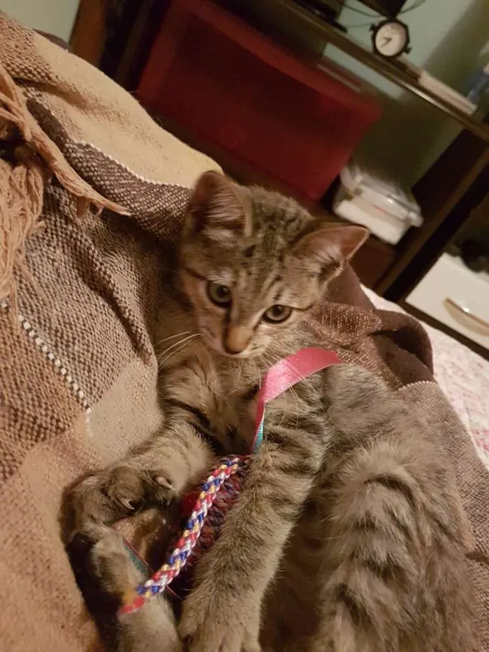 Gato ra a Srd idade 2 a 6 meses nome Sophie