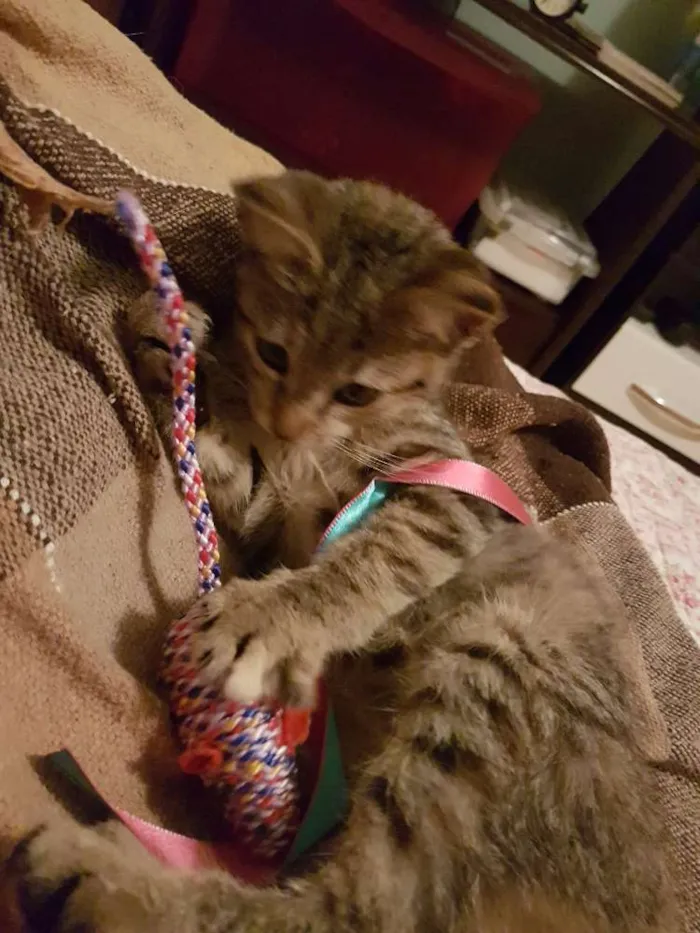 Gato ra a Srd idade 2 a 6 meses nome Sophie