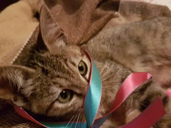 Gato ra a Srd idade 2 a 6 meses nome Sophie