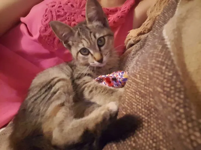 Gato ra a Srd idade 2 a 6 meses nome Sophie