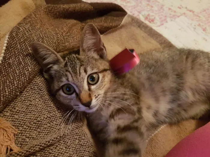 Gato ra a Srd idade 2 a 6 meses nome Sophie