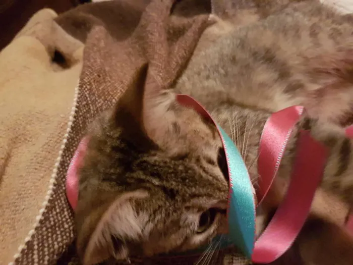 Gato ra a Srd idade 2 a 6 meses nome Sophie