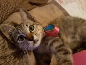 Gato raça Srd idade 2 a 6 meses nome Sophie