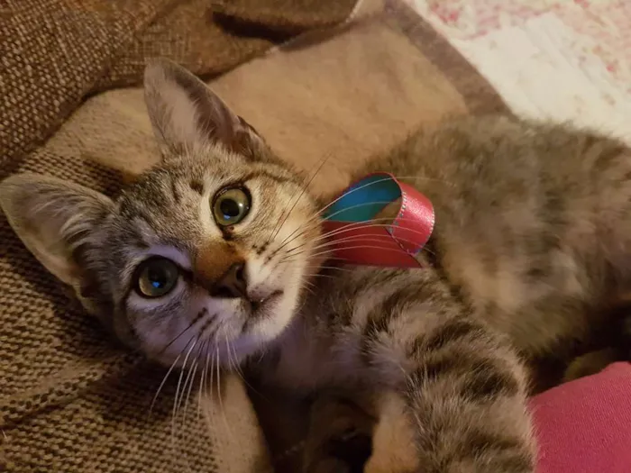 Gato ra a Srd idade 2 a 6 meses nome Sophie