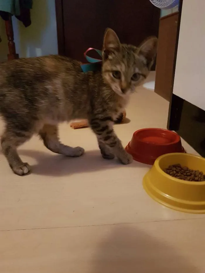 Gato ra a Srd idade 2 a 6 meses nome Sophie