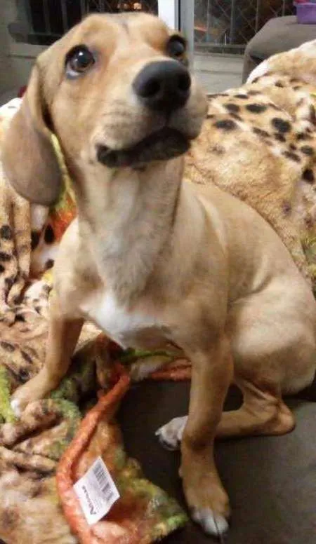 Cachorro ra a SRD idade 1 ano nome Athena