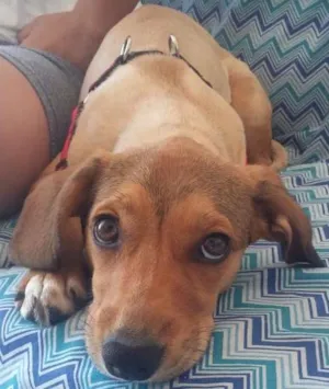 Cachorro raça SRD idade 1 ano nome Athena