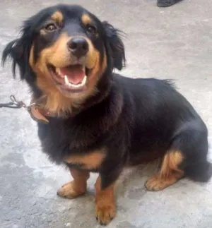 Cachorro raça Não sei ao certo  idade 1 ano nome Mili