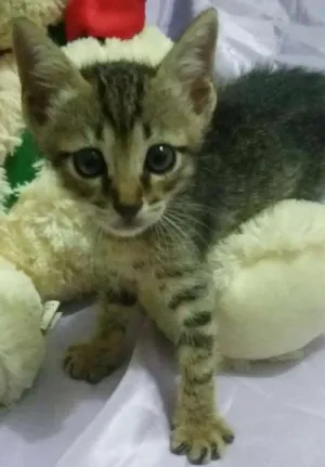 Gato raça SEM RAÇA DEFINIDA idade Abaixo de 2 meses nome Sem nome 