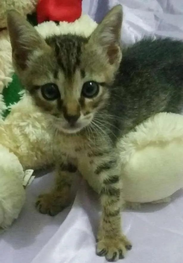 Gato ra a SEM RAÇA DEFINIDA idade Abaixo de 2 meses nome Sem nome 