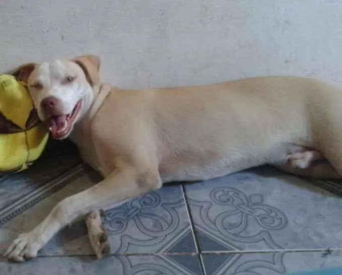 Cachorro ra a misturado idade 1 ano nome bob