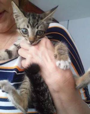 Gato raça Sem raça definida idade 2 a 6 meses nome sem nome