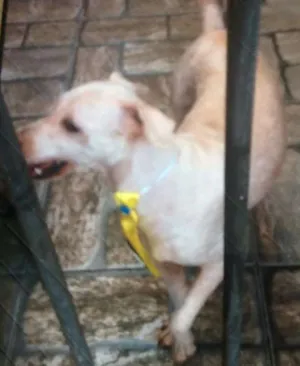 Cachorro raça De rua idade 4 anos nome Sem nome