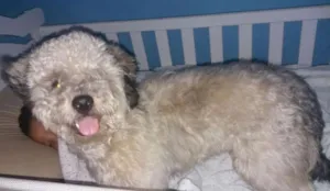 Cachorro raça poodle+shit-zu idade 7 a 11 meses nome athos