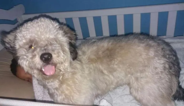 Cachorro ra a poodle+shit-zu idade 7 a 11 meses nome athos