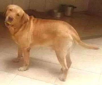 Cachorro ra a Labrador idade 4 anos nome Thor