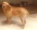 Cachorro raça Labrador idade 4 anos nome Thor