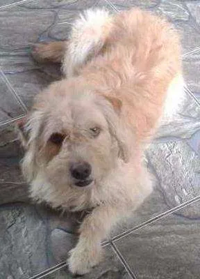 Cachorro ra a Labrador idade 3 anos nome Speaky