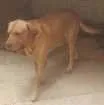 Cachorro raça Labrador idade 4 anos nome Thor