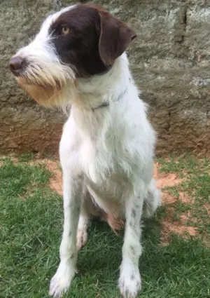 Cachorro raça Srd idade 2 anos nome Shermam