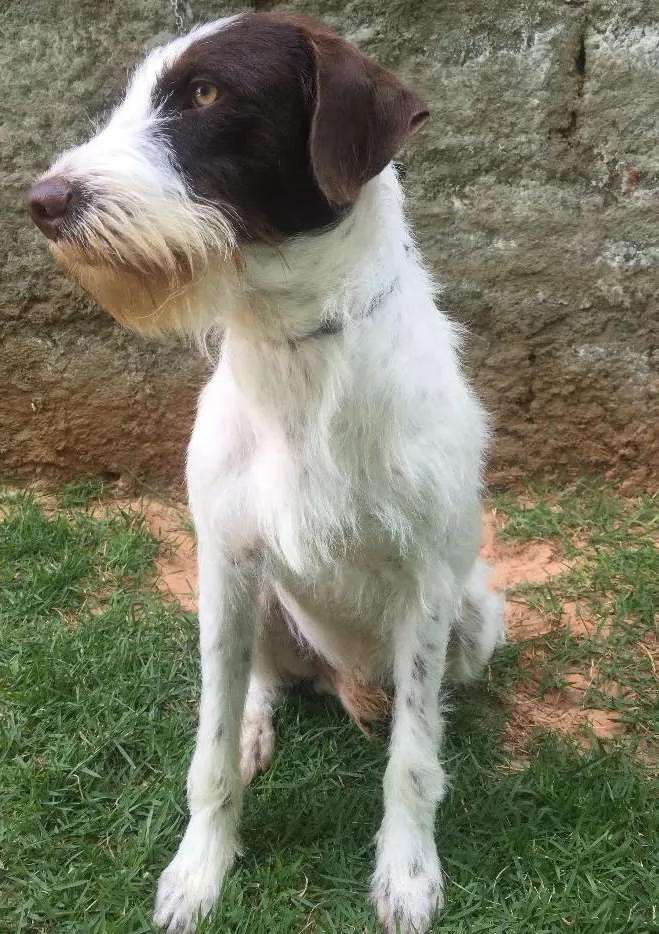 Cachorro ra a Srd idade 2 anos nome Shermam