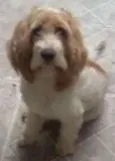 Bilu
