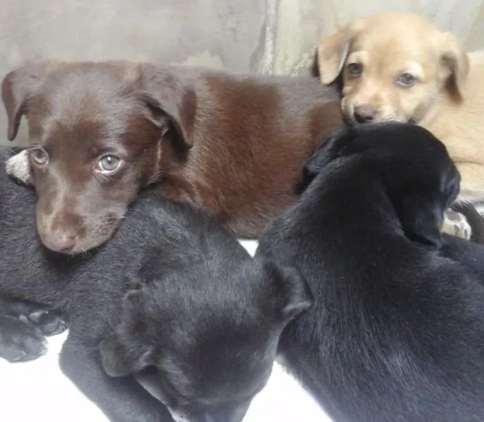 Cachorro ra a virá lata idade Abaixo de 2 meses nome Sem nome 