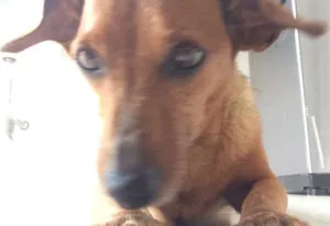 Cachorro raça Vira-lata  idade 6 ou mais anos nome Link