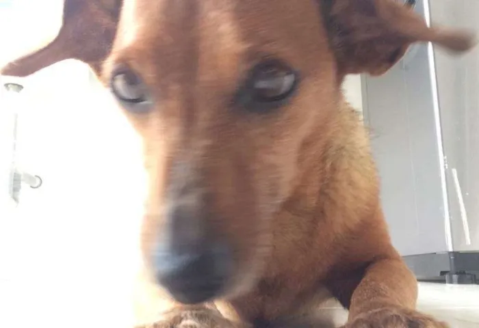 Cachorro ra a Vira-lata  idade 6 ou mais anos nome Link