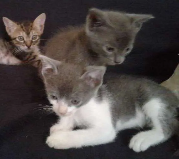 Gato ra a  idade Abaixo de 2 meses nome "Sem nome"