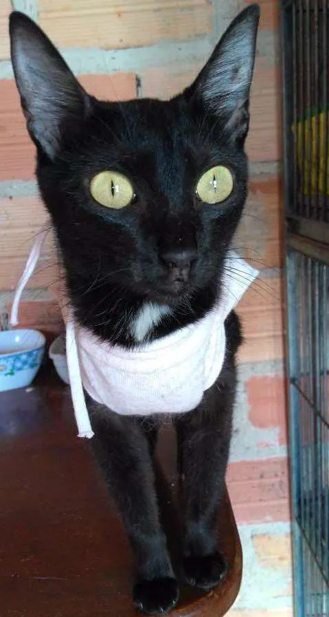 Gato ra a SRD  idade 4 anos nome Cindy