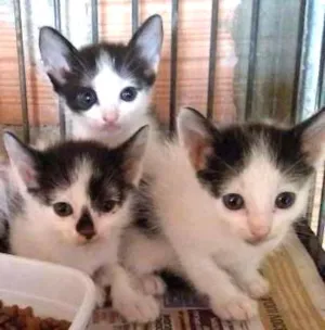 Gato raça SRD  idade Abaixo de 2 meses nome Filhotes frajolas