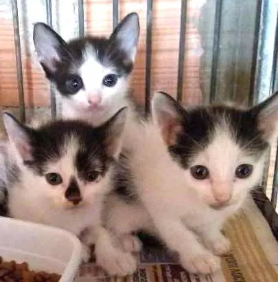 Gato ra a SRD  idade Abaixo de 2 meses nome Filhotes frajolas