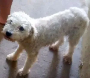 Cachorro raça Poodle idade 2 anos nome Fifi
