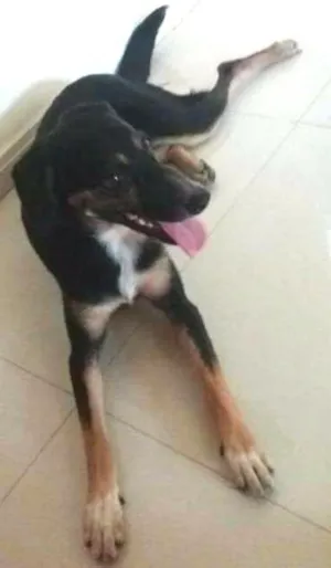 Cachorro raça Srd idade 2 a 6 meses nome Pretinha